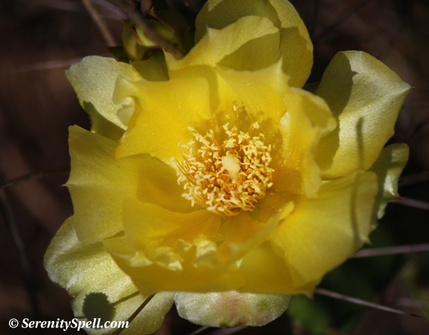 Prickly-pear Cactus (Opuntia humifusa) Blossom, Fern Forest, Florida