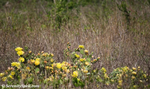 Prickly-pear Cactus (Opuntia humifusa) in the Prairie, Fern Forest, Florida