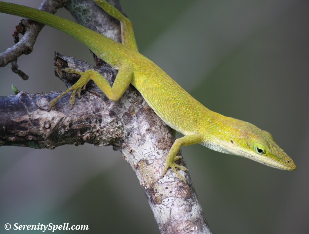 Yellow Anole (Yellow-phased Green Anole), Fern Forest, Florida
