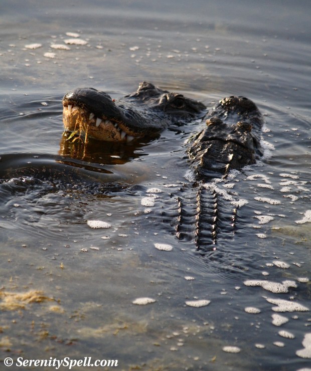 Alligator Courtship, Florida Wetlands
