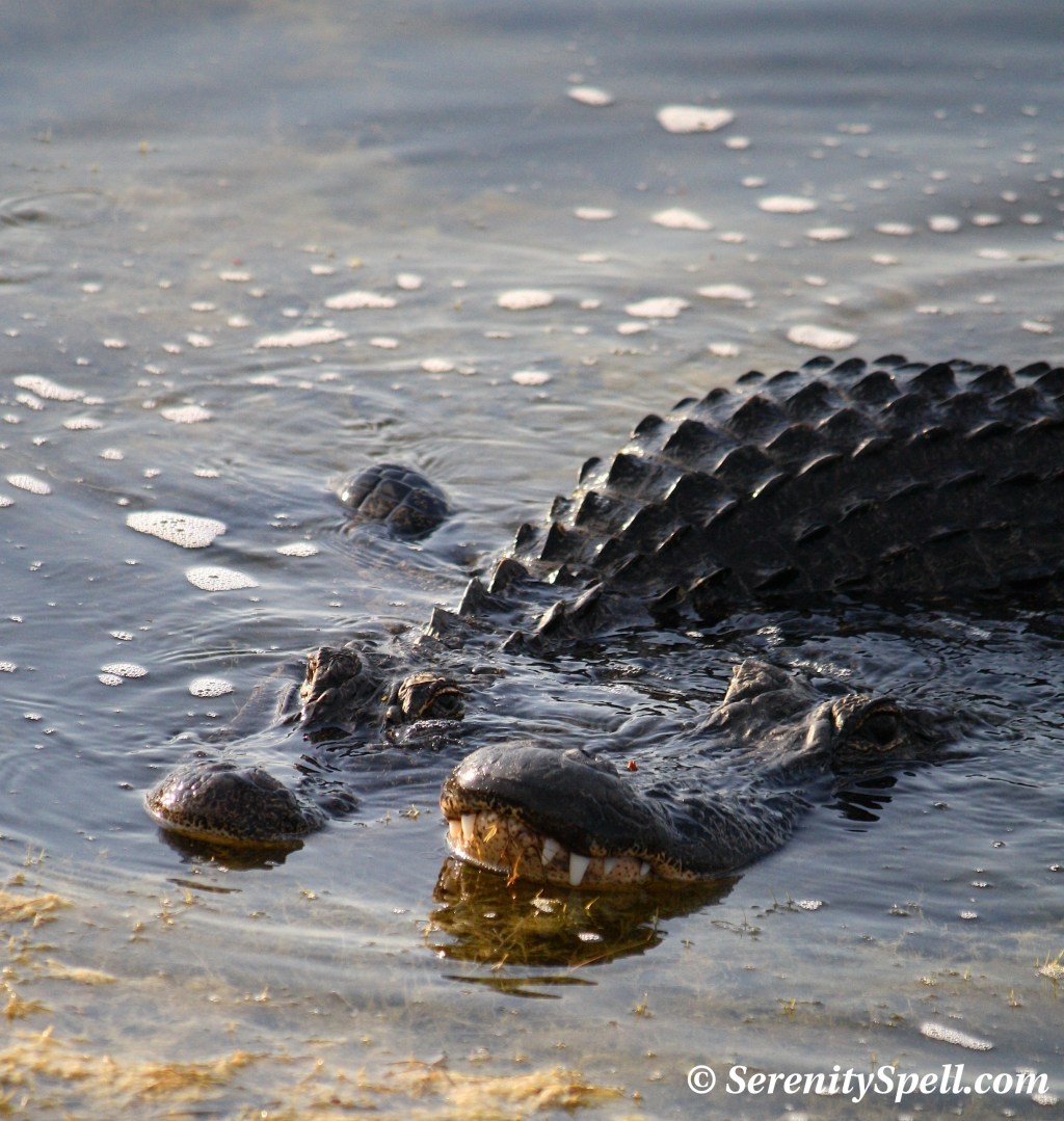 Alligator Courtship, Florida Wetlands