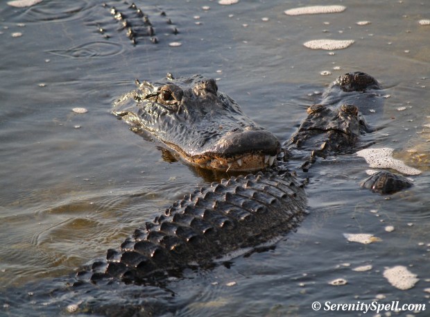 Alligator Courtship, Florida Wetlands