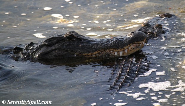 Alligator Courtship, Florida Wetlands