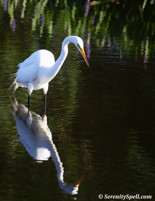 Great Egret Hunting, Florida Wetlands