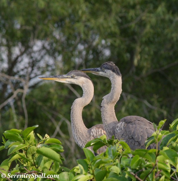 Great Blue Heron Juveniles at the Nest, Florida Wetlands