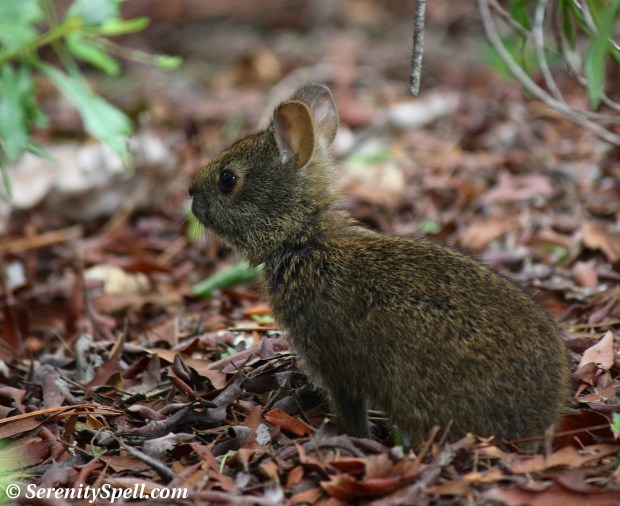 Marsh Rabbit Baby, Florida Wetlands