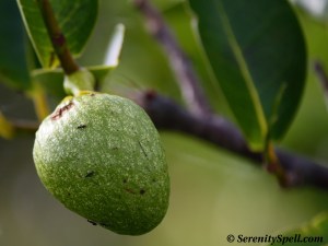 Pond-apple Tree Fruit in the Florida Everglades