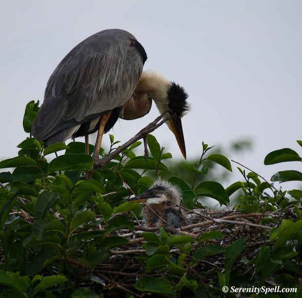 Great Blue Heron Mother and Her Baby at the Nest, Florida Wetlands