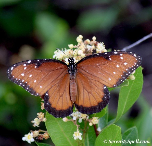 Queen Butterfly (Danaus gilippus)