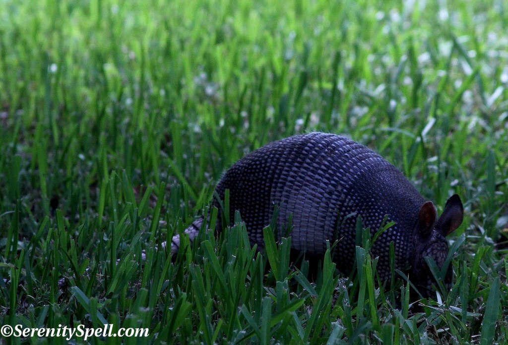 Armadillo, Arthur R. Marshall Loxahatchee National Wildlife Refuge, Florida