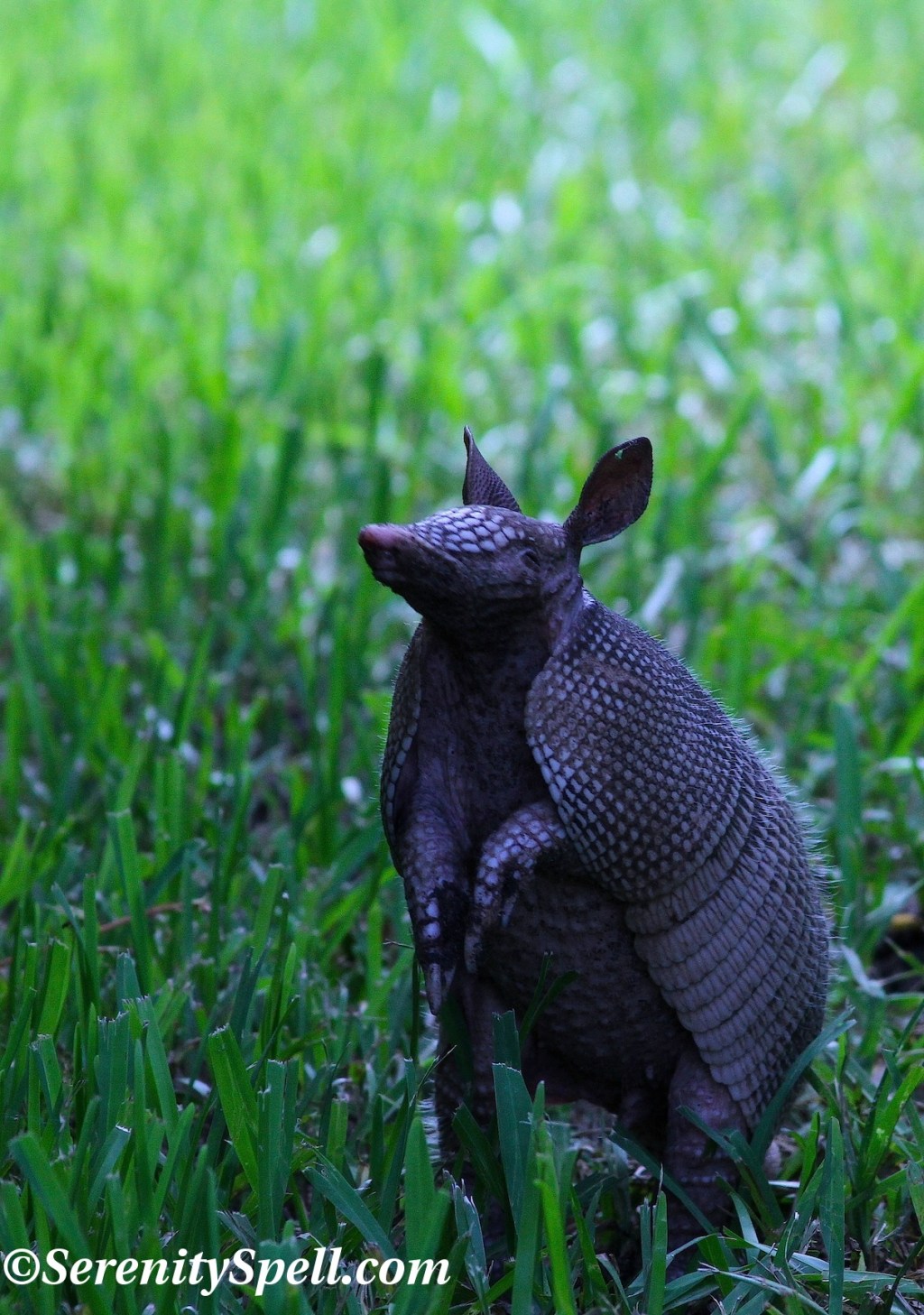 Armadillo, Arthur R. Marshall Loxahatchee National Wildlife Refuge, Florida