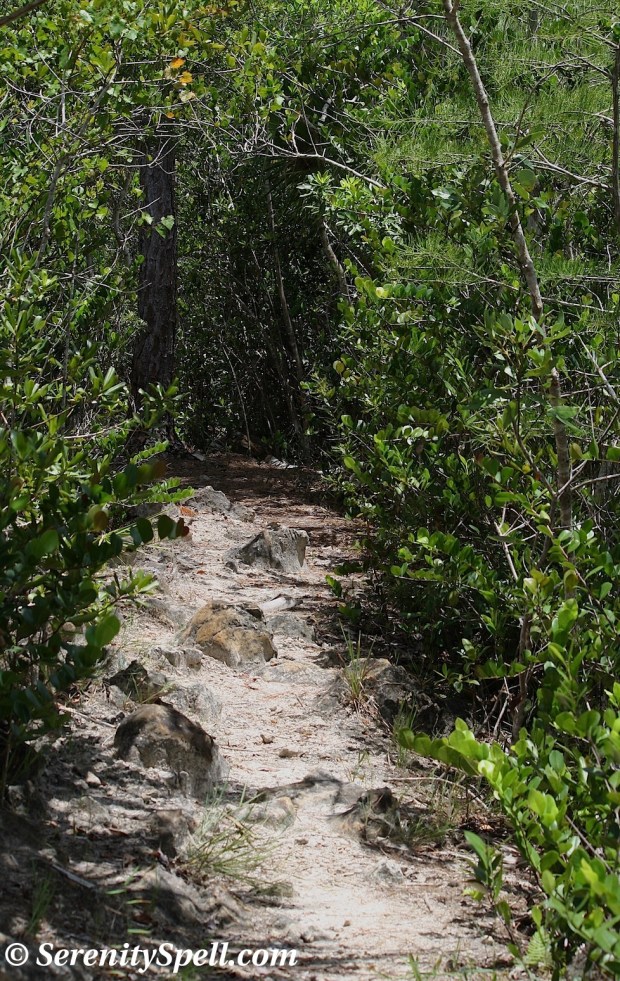 Eagle Trail, Grassy Waters Preserve, Florida