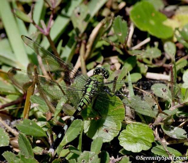 Green Dragonfly, Grassy Waters Preserve, Florida
