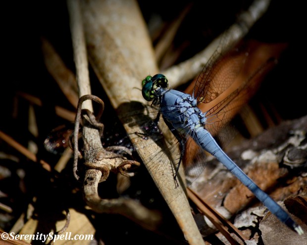 Blue Dragonfly, Grassy Waters Preserve, Florida