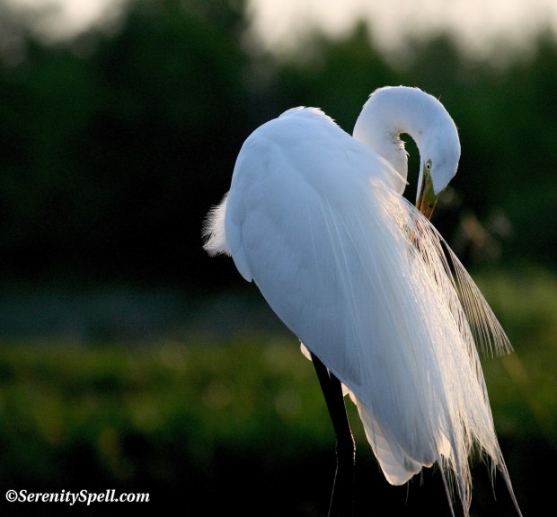Great Egret in Breeding Plumage, Florida Wetlands
