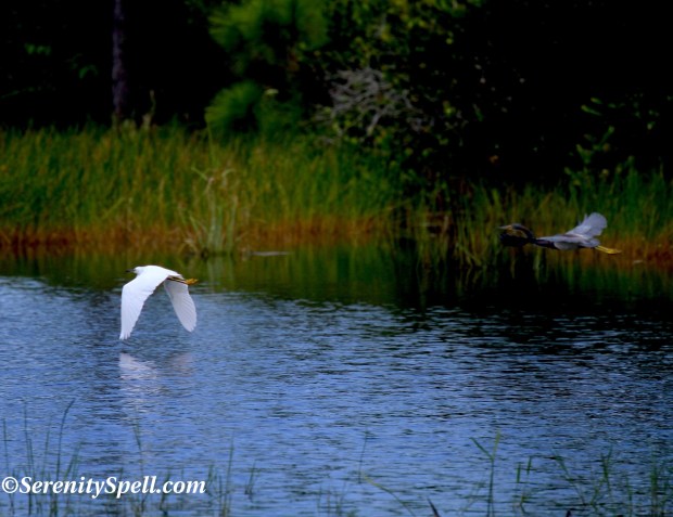 Wading Friends at the Cypress Creek Natural Area, Jupiter, Florida Wading Friends at the Cypress Creek Natural Area, Jupiter, Florida
