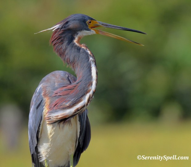 Tricolored (Louisiana) Heron, Florida Wetlands
