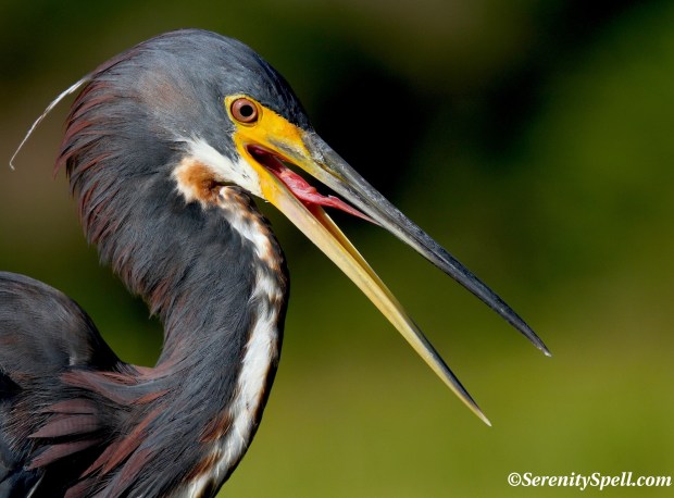 Tricolored (Louisiana) Heron, Florida Wetlands