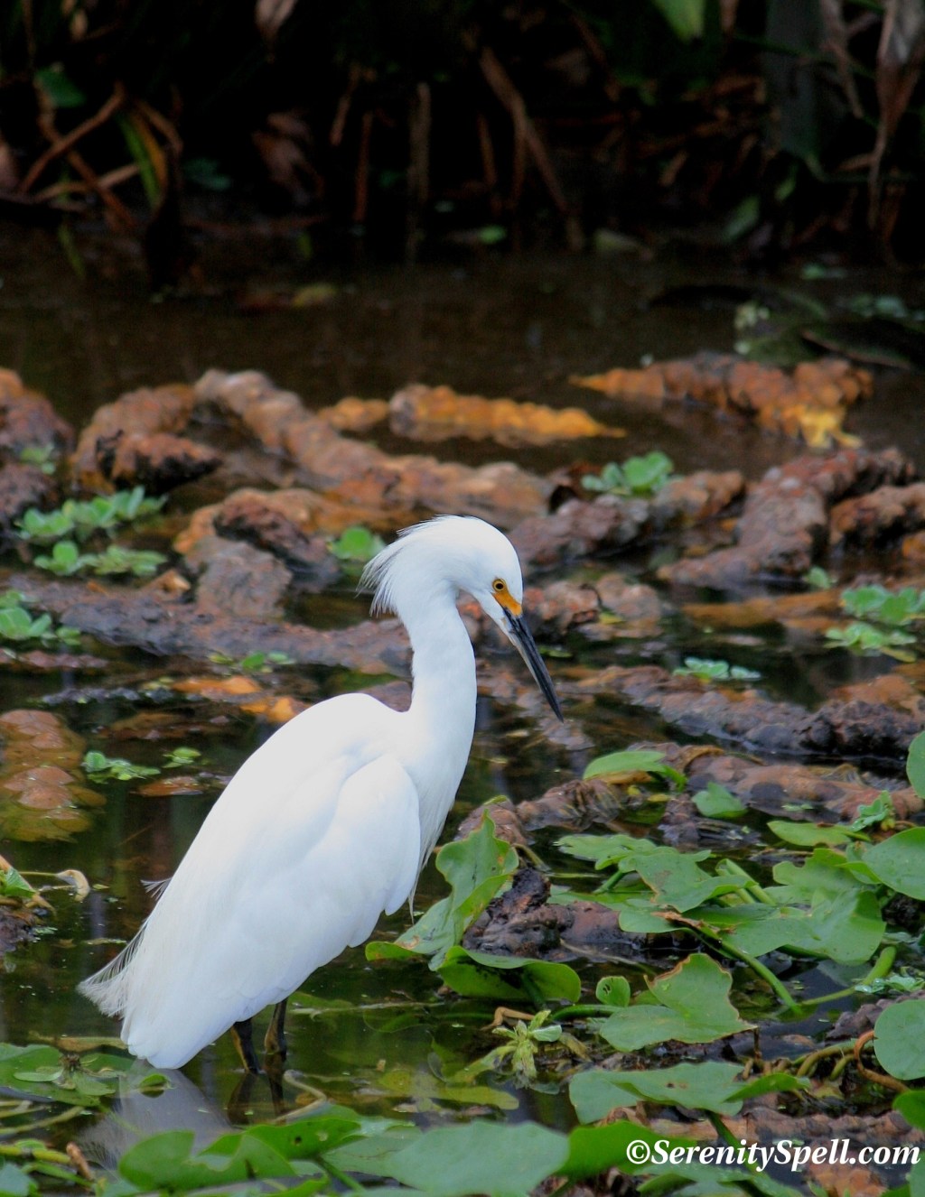 Snowy Egret, Florida Wetlands