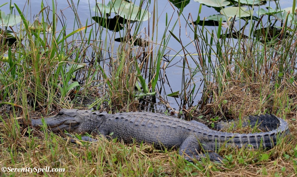 Alligator in the Florida Everglades