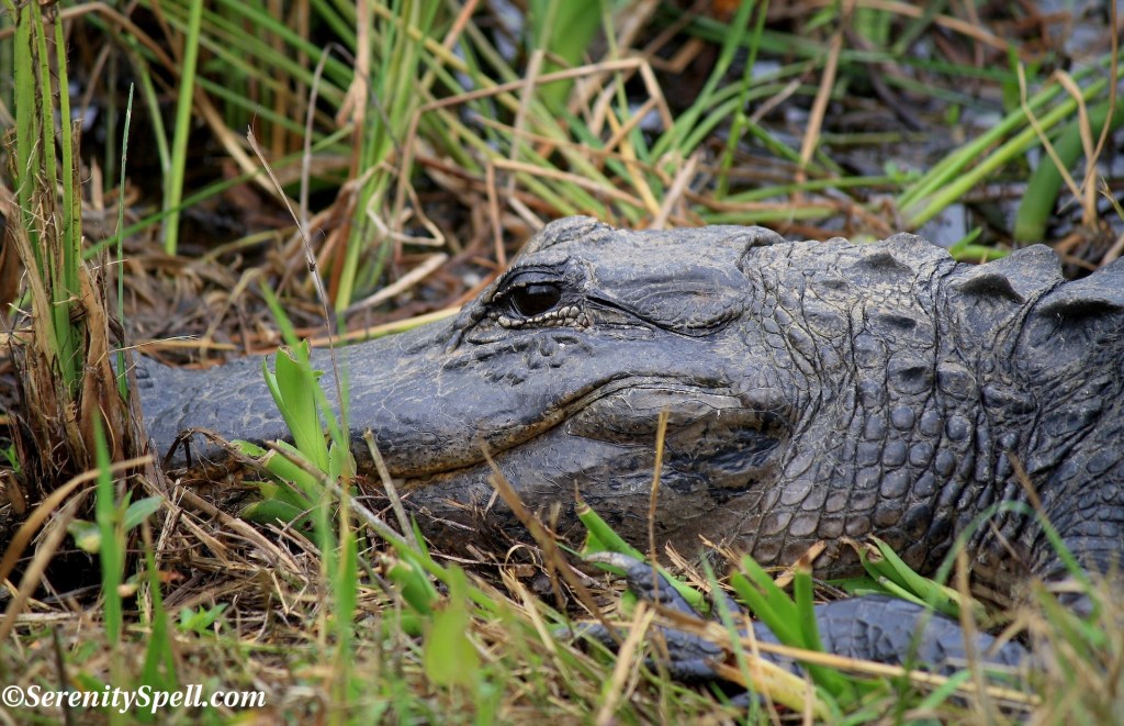 Alligator in the Florida Everglades