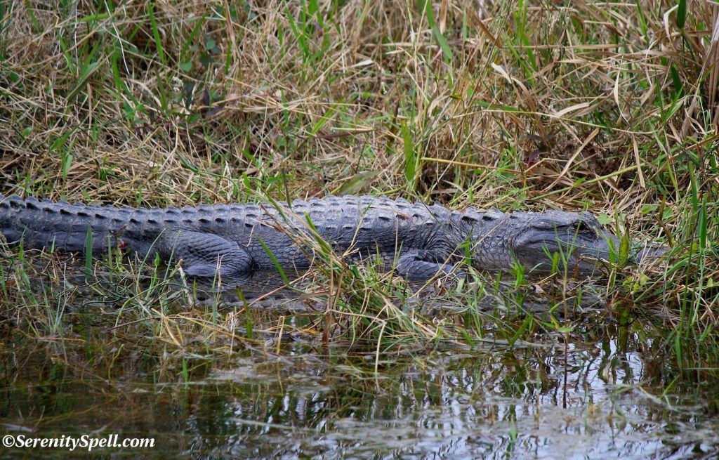 Alligator in the Florida Everglades