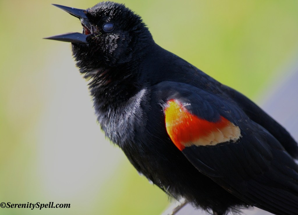 Red-winged Blackbird, Florida Wetlands