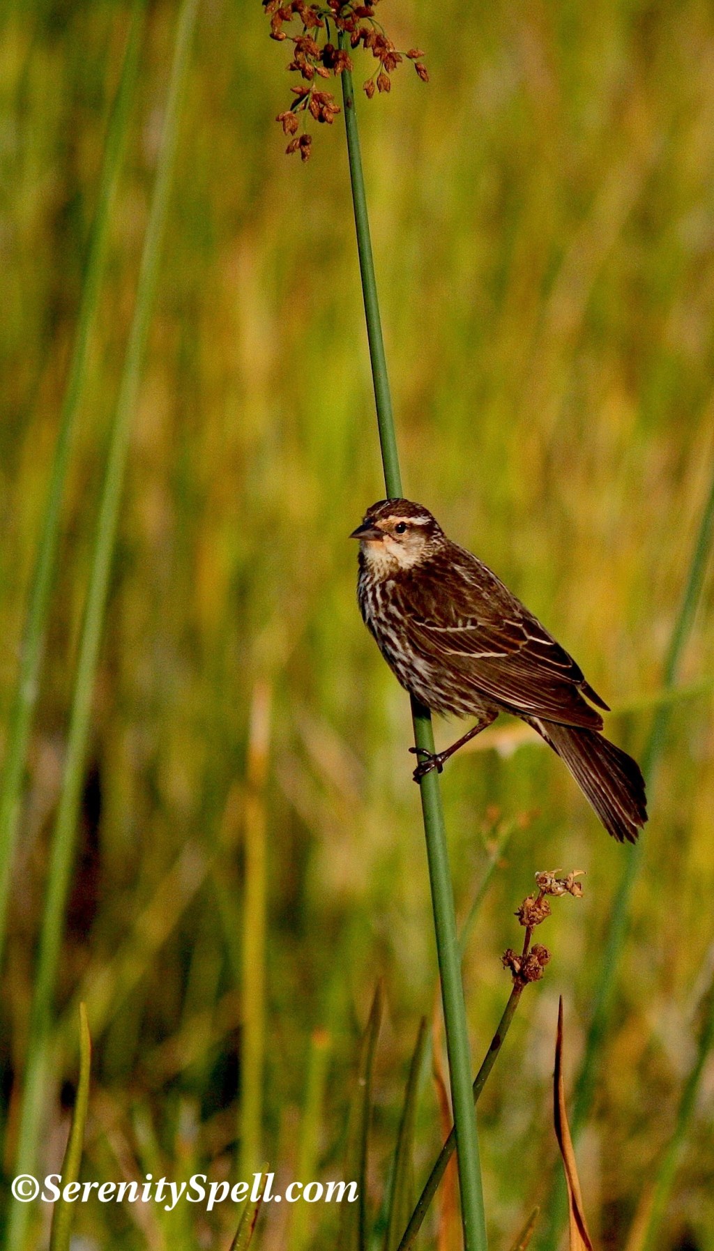 Red-winged Blackbird, Florida Wetlands