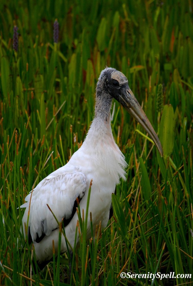 Wood Stork, Florida Wetlands