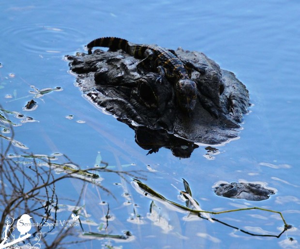 Mother Alligator and Hatchling in the Florida Wetlands Mother Alligator and Hatchling in the Florida Wetlands