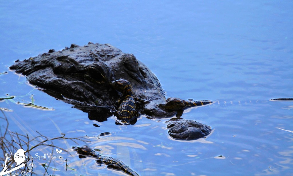 Mother Alligator and Hatchlings in the Florida Wetlands