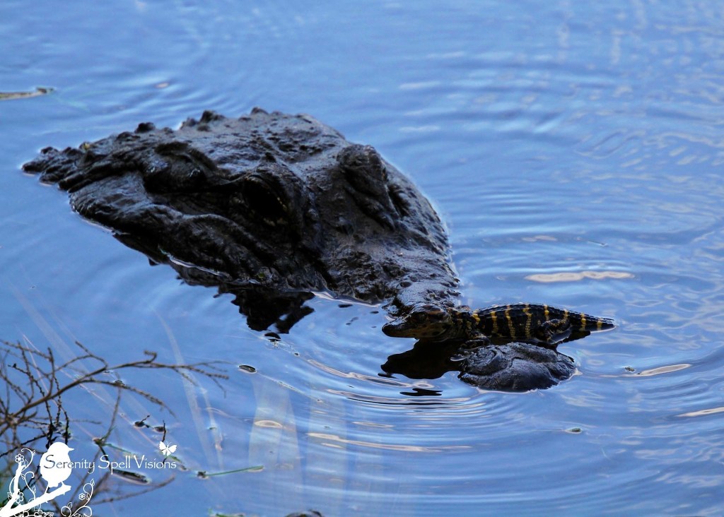 Mother Alligator and Hatchling in the Florida Wetlands