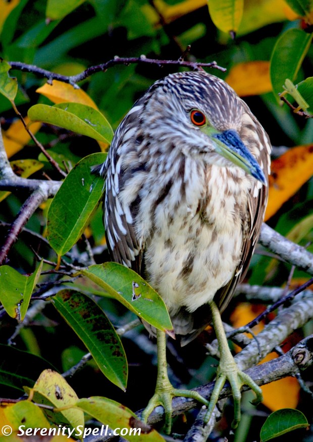 Black-crowned Night Heron (Juvenile), Florida Wetlands
