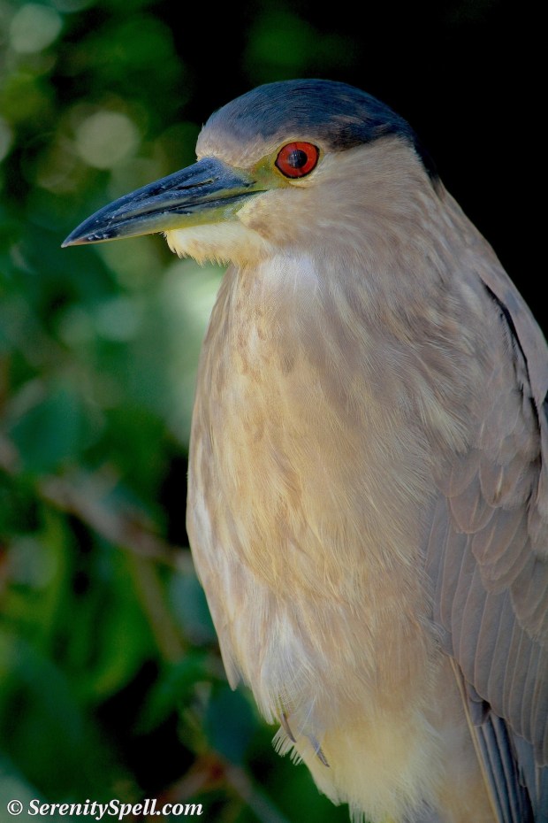 Black-crowned Night Heron (Adult), Florida Wetlands