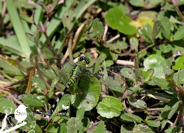 Dragonfly in the Everglades, Florida