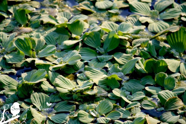 Duckweed in the Florida Wetlands