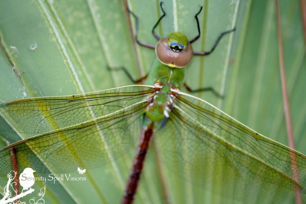 Dragonfly in Savannas Preserve State Park, Florida