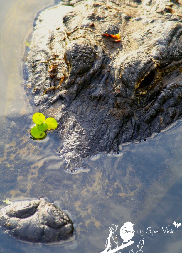 Alligator with Duckweed in the Florida Wetlands