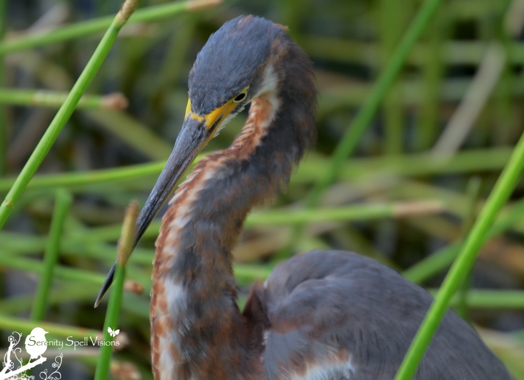 Tricolored Heron, Florida Wetlands