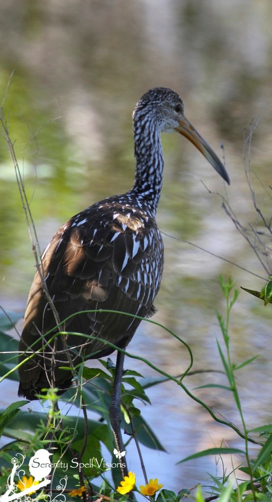 Limpkin, South Florida