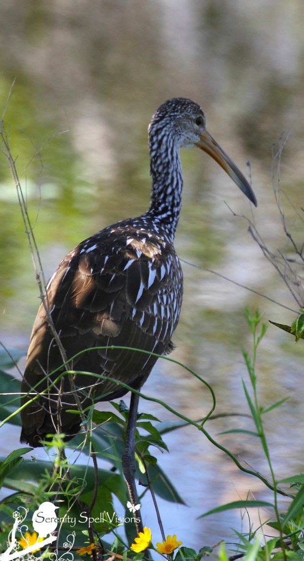 Limpkin, South Florida