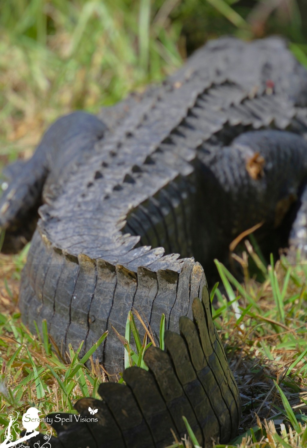 Alligator in the Everglades, Florida
