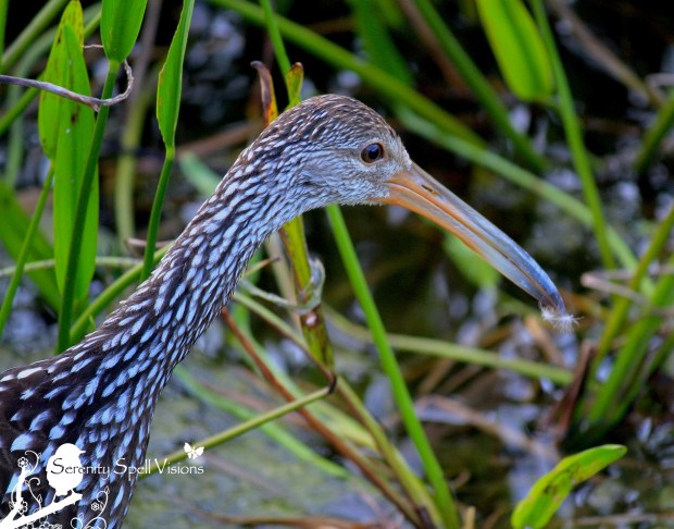 Limpkin, South Florida