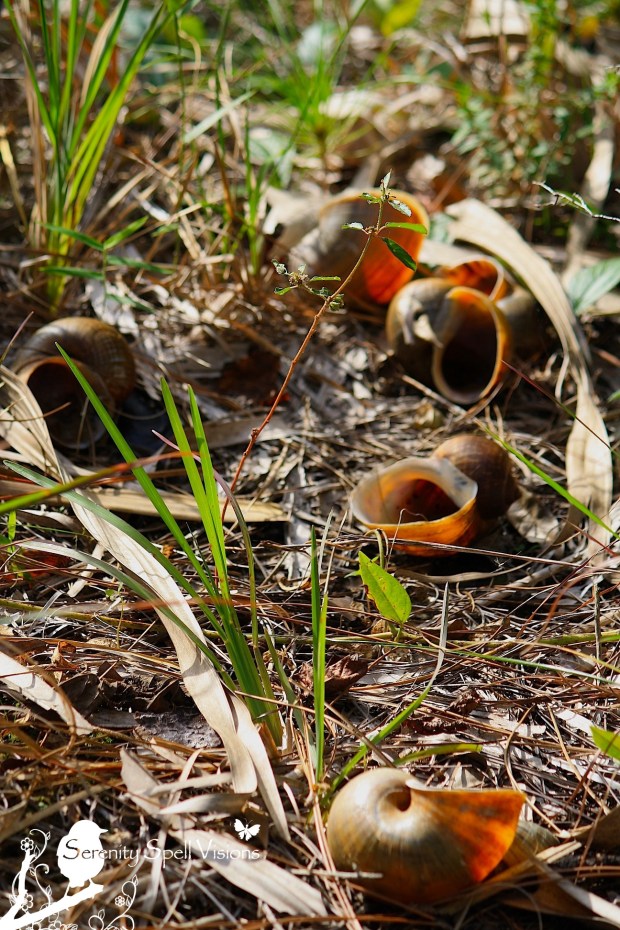 Apple Snails, Riverbend Park