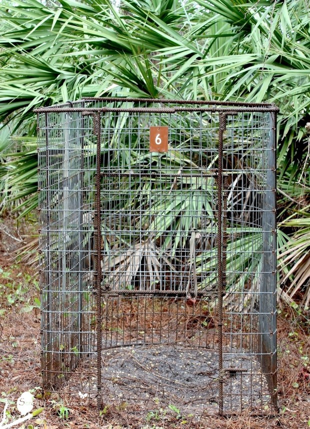 Feral Hog Trap, Atlantic Ridge Preserve State Park