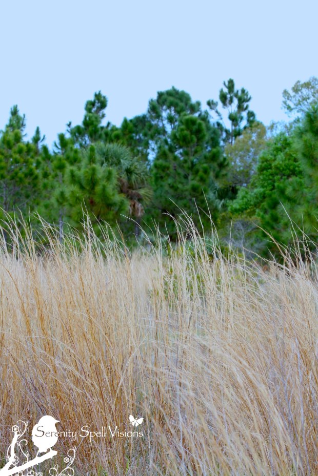 Prairie, Atlantic Ridge Preserve State Park