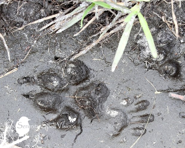 Coyote Prints, Atlantic Ridge Preserve State Park