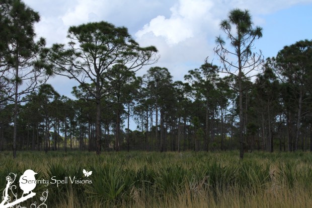 Pine Flatwoods, Atlantic Ridge Preserve State Park