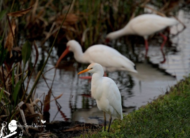 Cattle Egret and Ibis in the Florida Wetlands