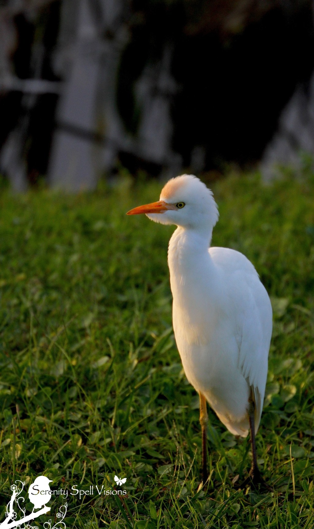 Cattle Egret in the Florida Wetlands